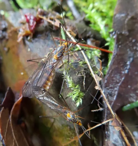Tipula collaris