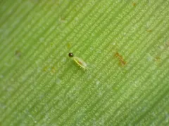 Banded Greenhouse Thrips thumbnail 3