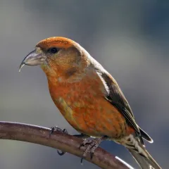 Red Crossbill thumbnail 4