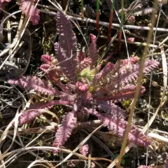 Canadian lousewort thumbnail 4