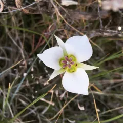 Sego Lily thumbnail 3