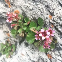 False Saxifrage thumbnail 3