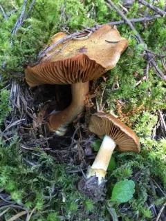 Cortinarius parkeri thumbnail 1