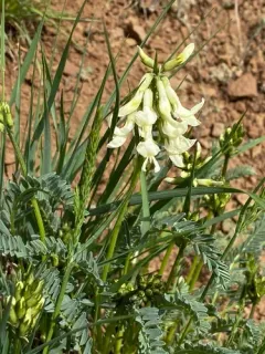 Blue Mountain Milkvetch thumbnail 1