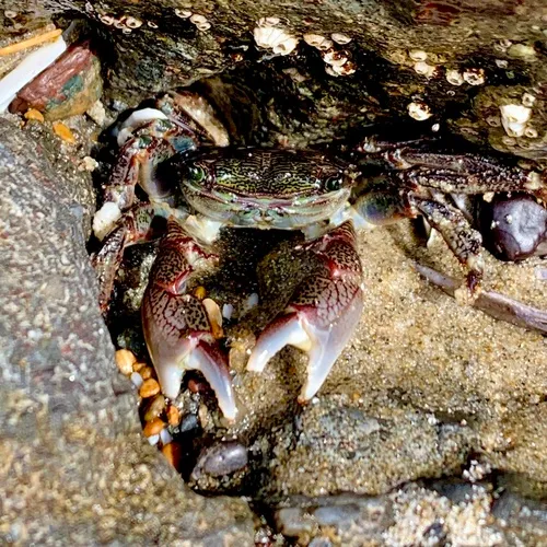 Striped Shore Crab