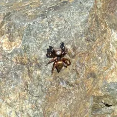 Oregon Paradise Spider thumbnail 2