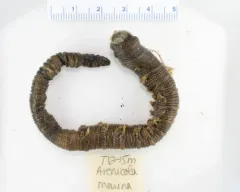Blow Lugworm thumbnail 2