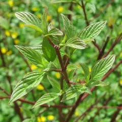 red osier dogwood thumbnail 2