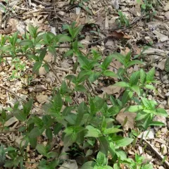 northern bush honeysuckle photo