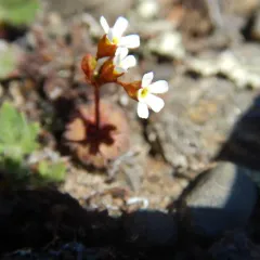 pygmy-flower rock-jasmine thumbnail 3