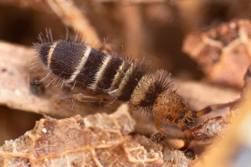 Orchesella hexfasciata