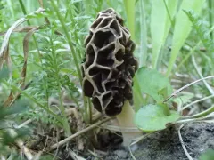 Morchella prava thumbnail 3
