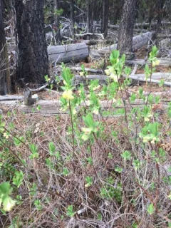 Sweetberry Honeysuckle thumbnail 2
