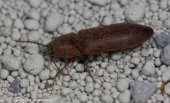 Pacific Coast Wireworm thumbnail 1