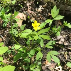 Hispid Buttercup thumbnail 2