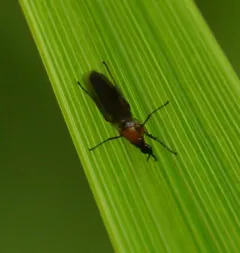 Dilophus tibialis thumbnail 1