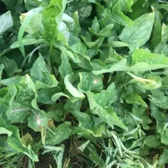Italian arum thumbnail 1