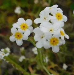 Rusty Popcornflower thumbnail 3