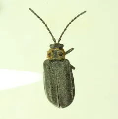 Pacific Willow Leaf Beetle thumbnail 2