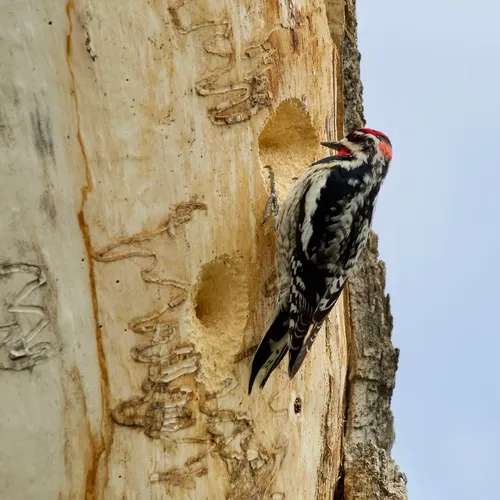 Red-naped Sapsucker