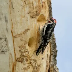 Red-naped Sapsucker thumbnail 1