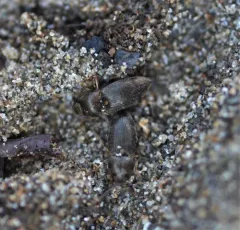 Abbreviated Wireworm thumbnail 2