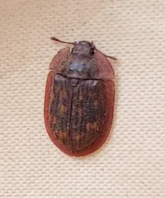 Pippingsköld's Bark-gnawing Beetle thumbnail 2