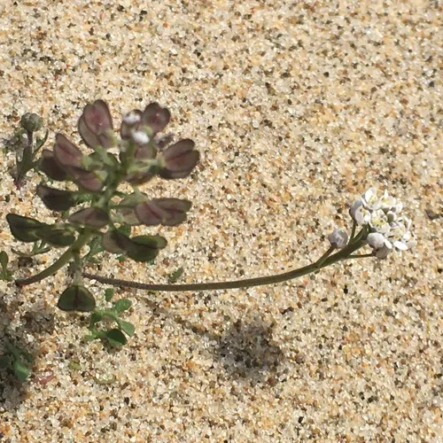 Shepherd's Cress