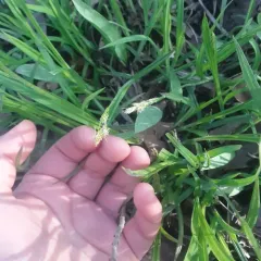 hairy sedge thumbnail 3