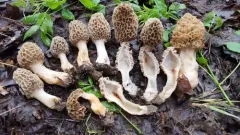American yellow morel thumbnail 3