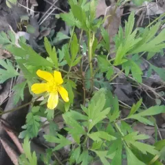 Hispid Buttercup thumbnail 3
