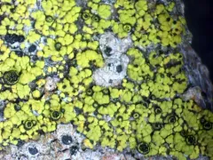 Yellow Soot Lichen thumbnail 3