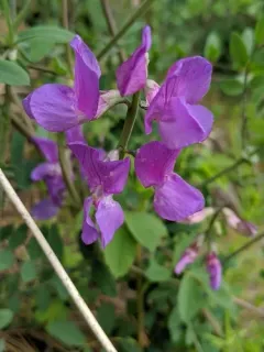 Fewflower Pea thumbnail 3