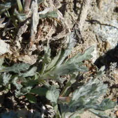 Tilesius Wormwood thumbnail 2