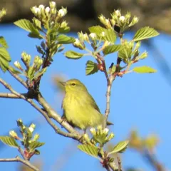 Orange-crowned Warbler thumbnail 3