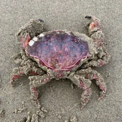 Pacific Rock Crab thumbnail 2