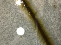 Halosiphon tomentosus thumbnail 4
