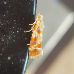 European Pine Shoot Moth thumbnail 3