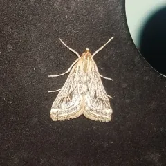 Pyrausta linealis thumbnail 2