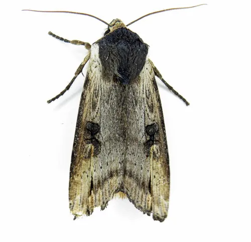 Gray Swordgrass Moth