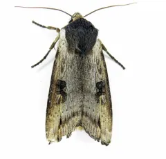 Gray Swordgrass Moth thumbnail 1