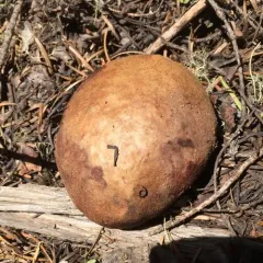 Spring King Bolete thumbnail 1