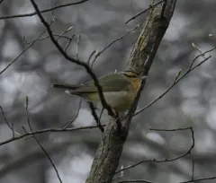 Worm-eating Warbler thumbnail 2
