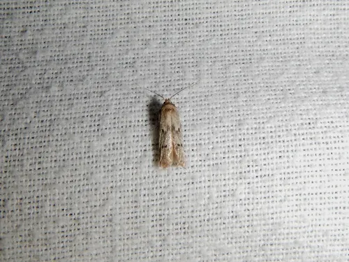 Sumac Micromoth