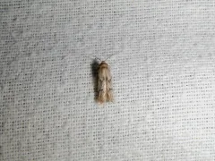 Sumac Micromoth thumbnail 1