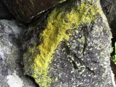 Sulphur Dust Lichen thumbnail 4