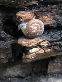 Forest Disc thumbnail 2