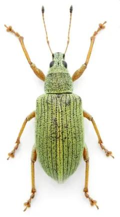 Green Immigrant Leaf Weevil thumbnail 1