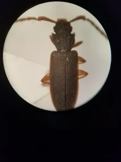 Uleiota debilis thumbnail 2