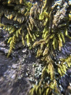 lesser plait moss thumbnail 3